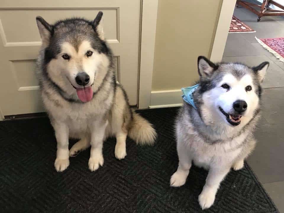 dog boarding services lake elmo